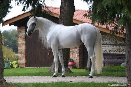 Des chevaux de sport mais pas que...